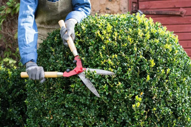 Shrub Trimming in Jenks